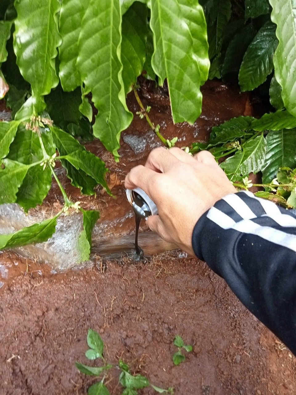 Đạm cá SBC giúp cải tạo đất trồng hiệu quả