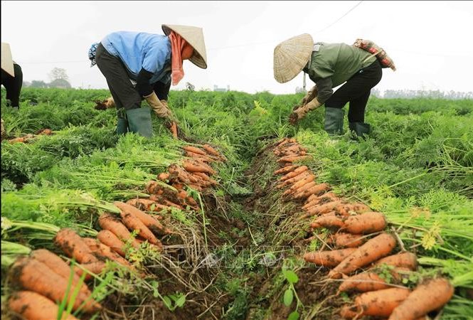DỊCH TRÙN QUẾ CÔ ĐẶC