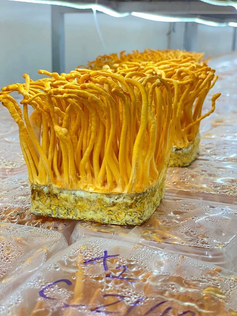 Đông trùng hạ thảo tươi Vacofarm