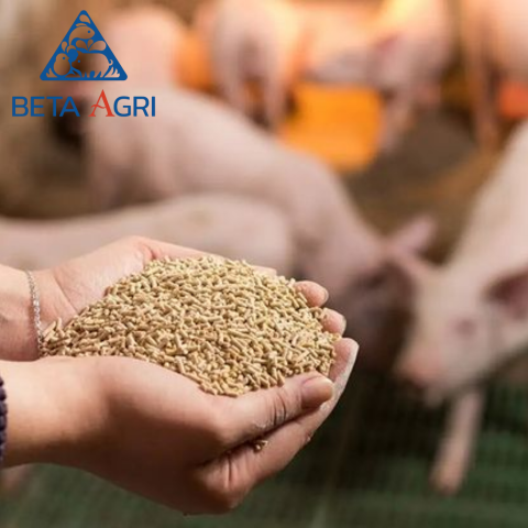 Tầm quan trọng sống còn của việc kiểm soát chất lượng thức ăn chăn nuôi trong nền nông nghiệp hiện đại Tầm quan trọng sống còn của việc kiểm soát chất lượng thức ăn chăn nuôi trong nền nông nghiệp hiện đại