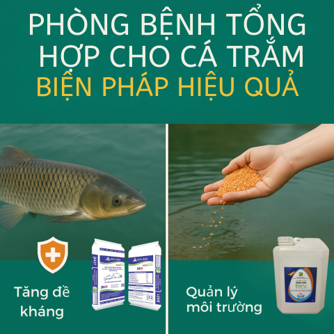 Phòng bệnh tổng hợp cho cá trắm: Chìa khóa vàng cho năng suất và bền vững trong nuôi trồng thủy sản Phòng bệnh tổng hợp cho cá trắm: Chìa khóa vàng cho năng suất và bền vững trong nuôi trồng thủy sản