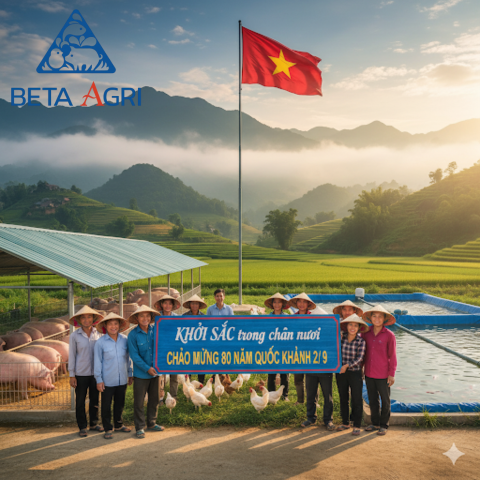 Khởi sắc trong chăn nuôi: Hợp lực cùng đất nước trên chặng đường 80 năm (1945 - 2025) Khởi sắc trong chăn nuôi: Hợp lực cùng đất nước trên chặng đường 80 năm (1945 - 2025)