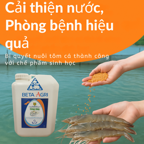 Chế phẩm sinh học cho ao nuôi tôm, cá: Cải thiện chất lượng nước, phòng bệnh và Bí quyết nuôi trồng thành công Chế phẩm sinh học cho ao nuôi tôm, cá: Cải thiện chất lượng nước, phòng bệnh và Bí quyết nuôi trồng thành công
