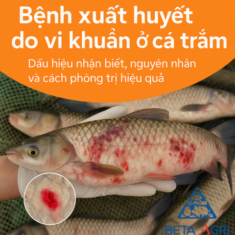 Bệnh xuất huyết do vi khuẩn ở cá trắm: Dấu hiệu, nguyên nhân và chiến lược phòng trị hiệu quả Bệnh xuất huyết do vi khuẩn ở cá trắm: Dấu hiệu, nguyên nhân và chiến lược phòng trị hiệu quả