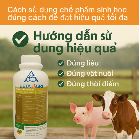 Cách sử dụng chế phẩm sinh học đúng cách để đạt hiệu quả tối đa: Hướng dẫn chi tiết từ chuyên gia Cách sử dụng chế phẩm sinh học đúng cách để đạt hiệu quả tối đa: Hướng dẫn chi tiết từ chuyên gia