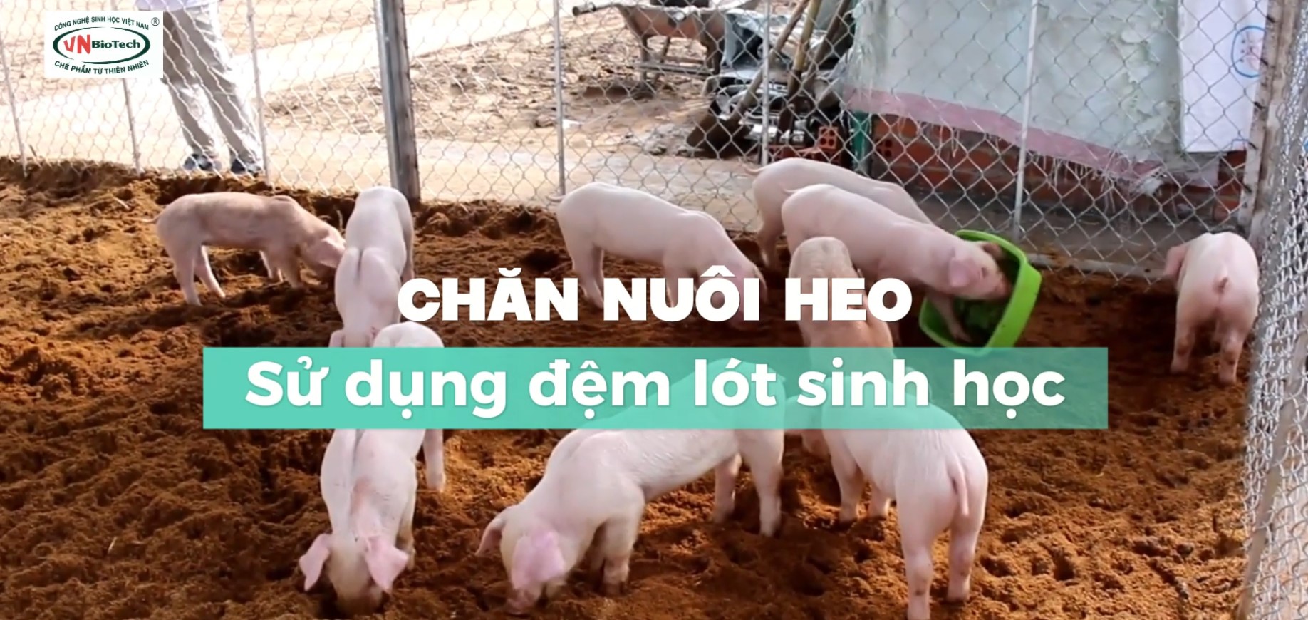 CHĂN NUÔI HEO DÙNG ĐỆM LÓT SINH HỌC CÔNG NGHỆ VNBIOTECH