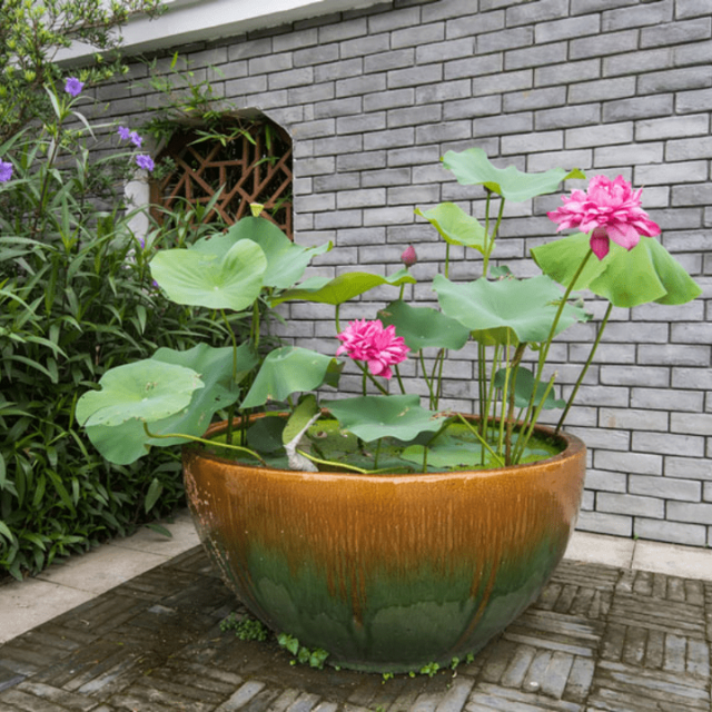 Chậu Gốm Trồng Cây Men Hoả Biến - Gốm Sứ Bát Tràng - Phúc Lộc Viên Minh