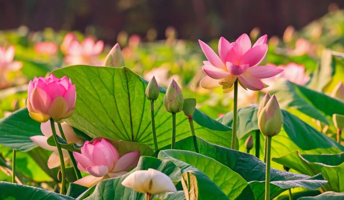 Hoa Sen Trong Bát Hương Gốm Sứ - Phúc Lộc Viên Minh