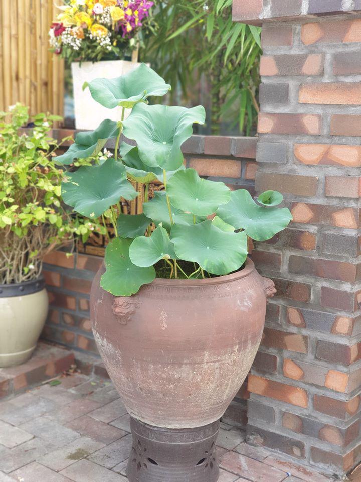 Lu Chậu Gốm Trồng Cây Đẹp - Phúc Lộc Viên Minh