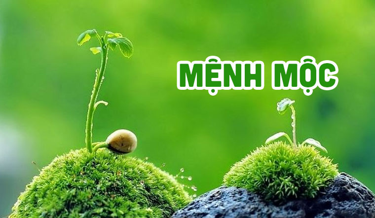 Tìm Hiểu Về Người Mệnh Mộc
