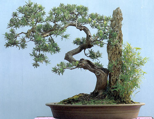 Ý Nghĩa Hình Ảnh Cây Tùng Trong Gốm Sứ - Gốm Sứ Bát Tràng - Phúc Lộc Viên Minh