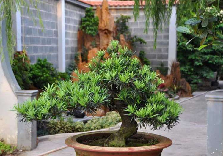 Ý Nghĩa Hình Cây Tùng Trên Các Sản Phẩm Gốm Sứ Bát Tràng - Phúc Lộc Viên Minh