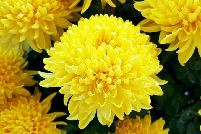 Ý Nghĩa Hình Tượng Hoa Cúc Trong Gốm Sứ
