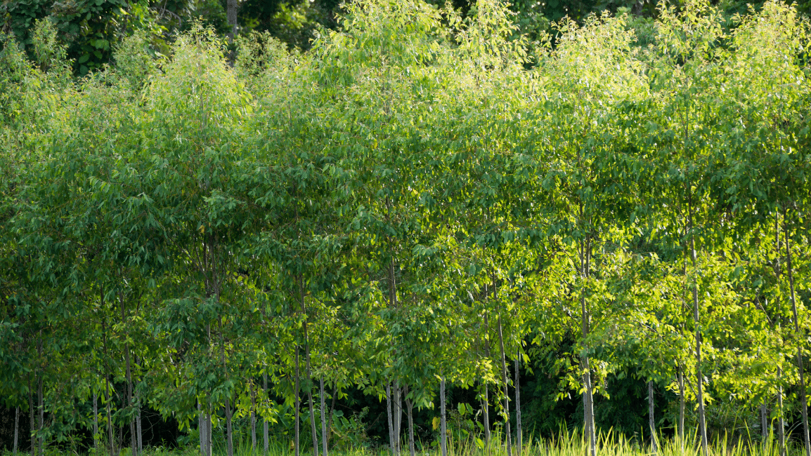 Citriodiol® – Chiết xuất thiên nhiên giúp xua đuổi muỗi hiệu quả và an toàn