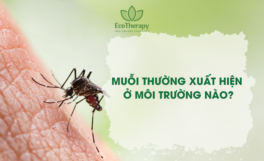 Muỗi thường xuất hiện ở môi trường nào: Cách phòng tránh hiệu quả