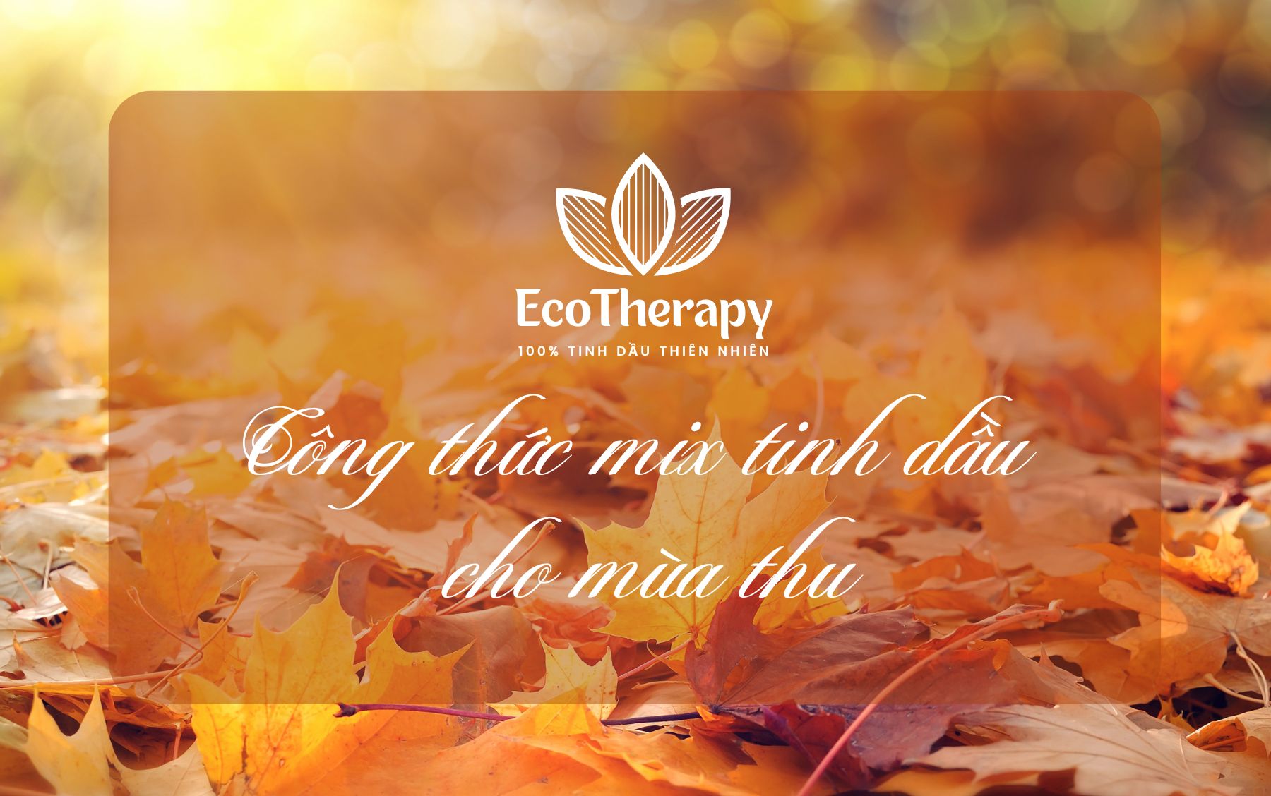 Ấm áp mùa thu với tinh dầu EcoTherapy: Bí quyết giữ gìn sức khỏe và tinh thần sảng khoái