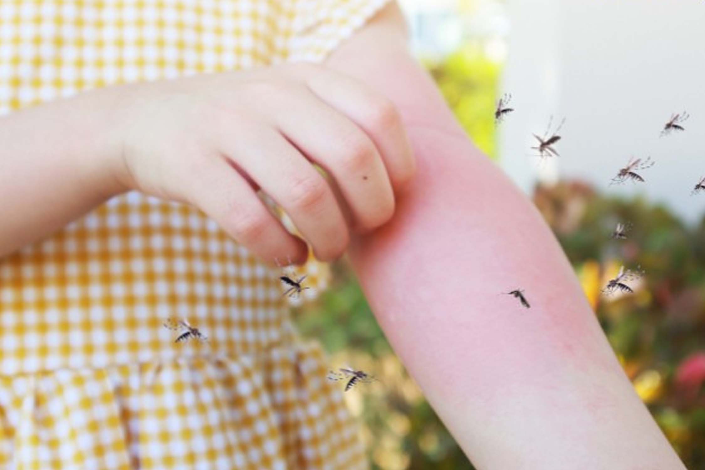 Mùa Mưa – Mẹo Giữ Nhà Sạch, Không Nấm Mốc, Đuổi Muỗi Tự Nhiên