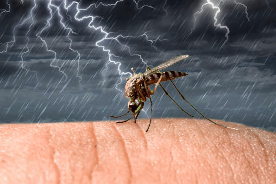 Mùa mưa ẩm và muỗi sinh sôi: Làm sao để bảo vệ cả nhà theo cách tự nhiên nhất?