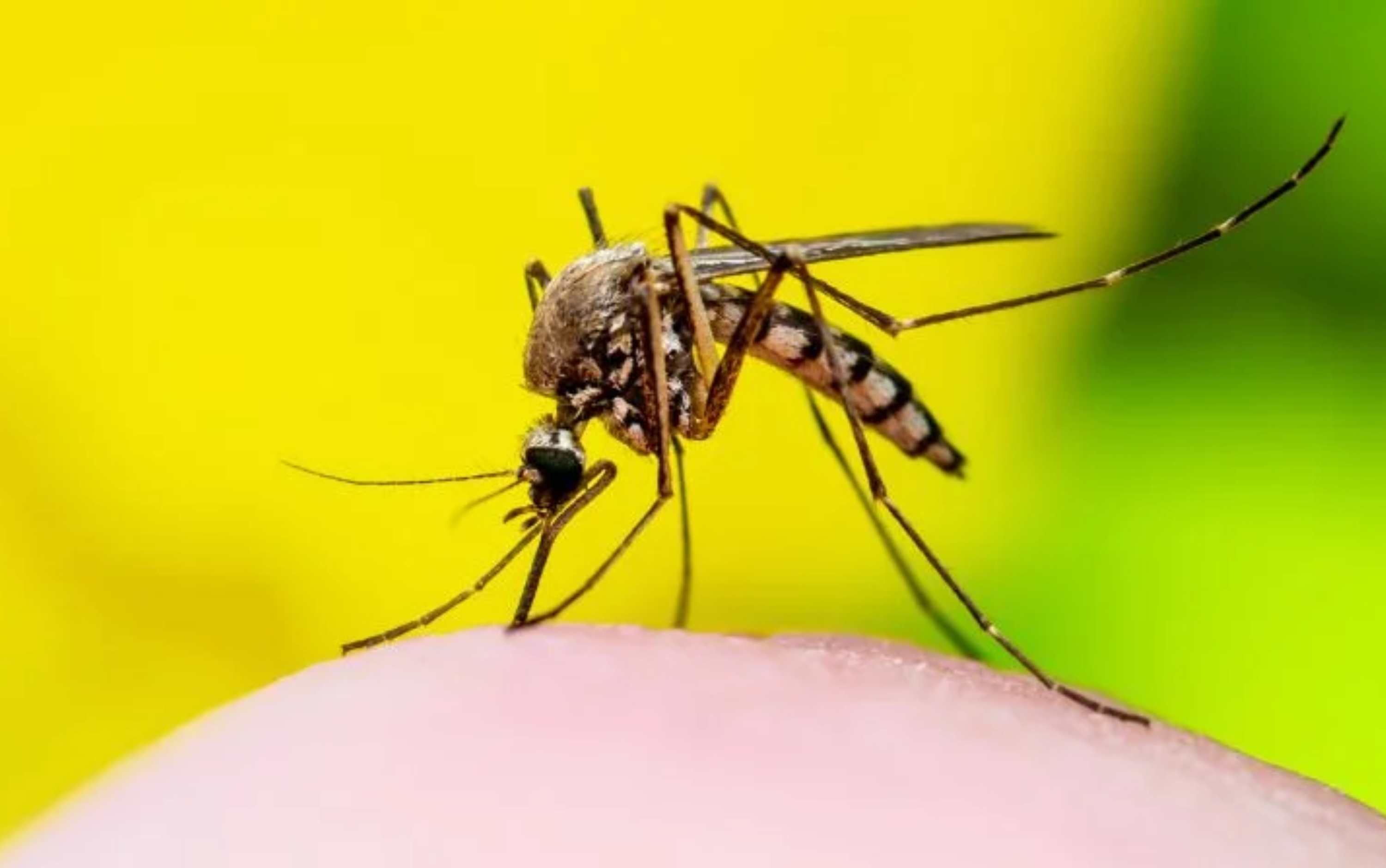 Top 5 Hoạt Chất Tự Nhiên Đuổi Muỗi Hiệu Quả Nhất: An Toàn Hơn DEET