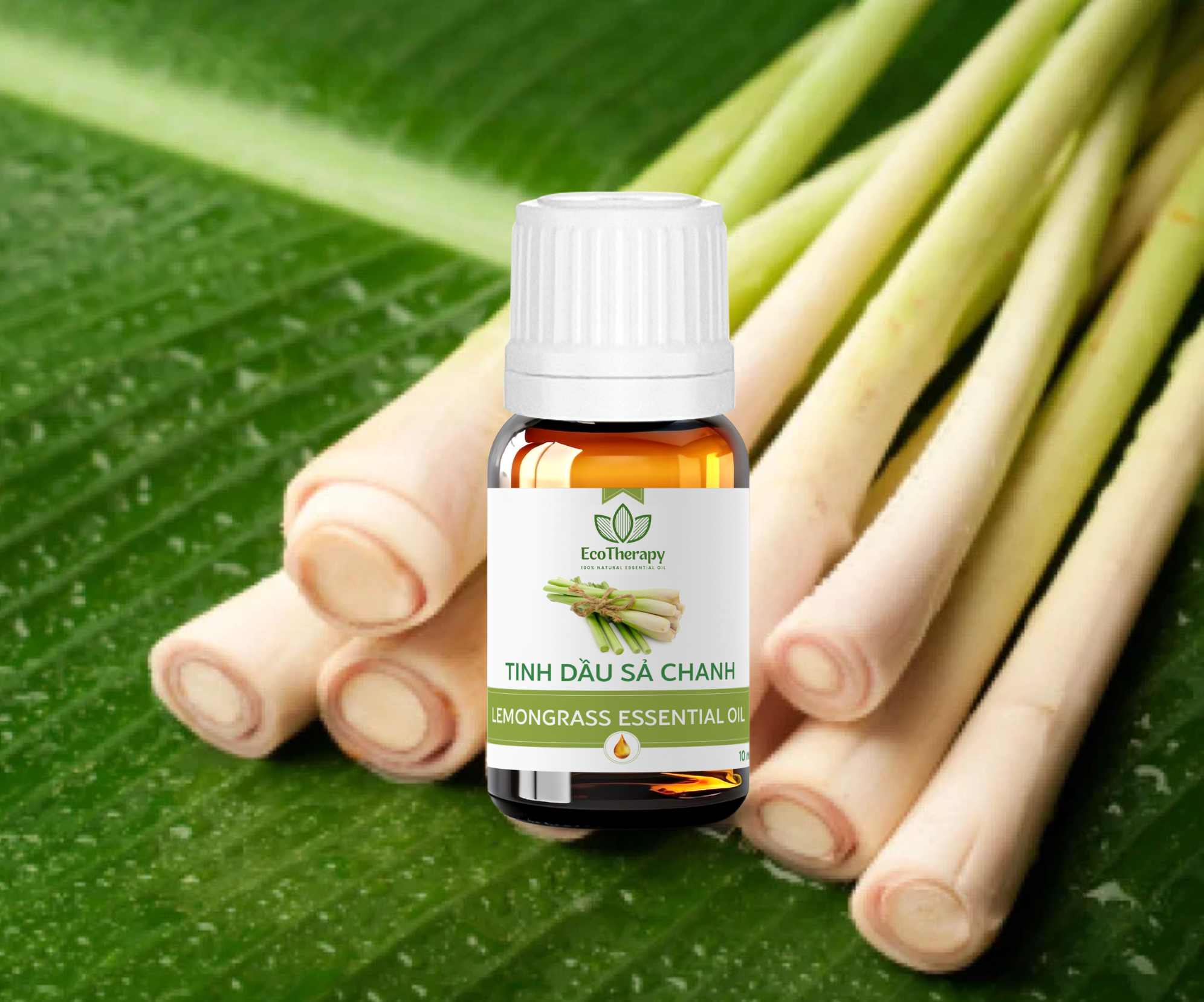 Tác hại của tinh dầu sả chanh kém chất lượng: Cẩn thận với “hương thơm giả tạo”