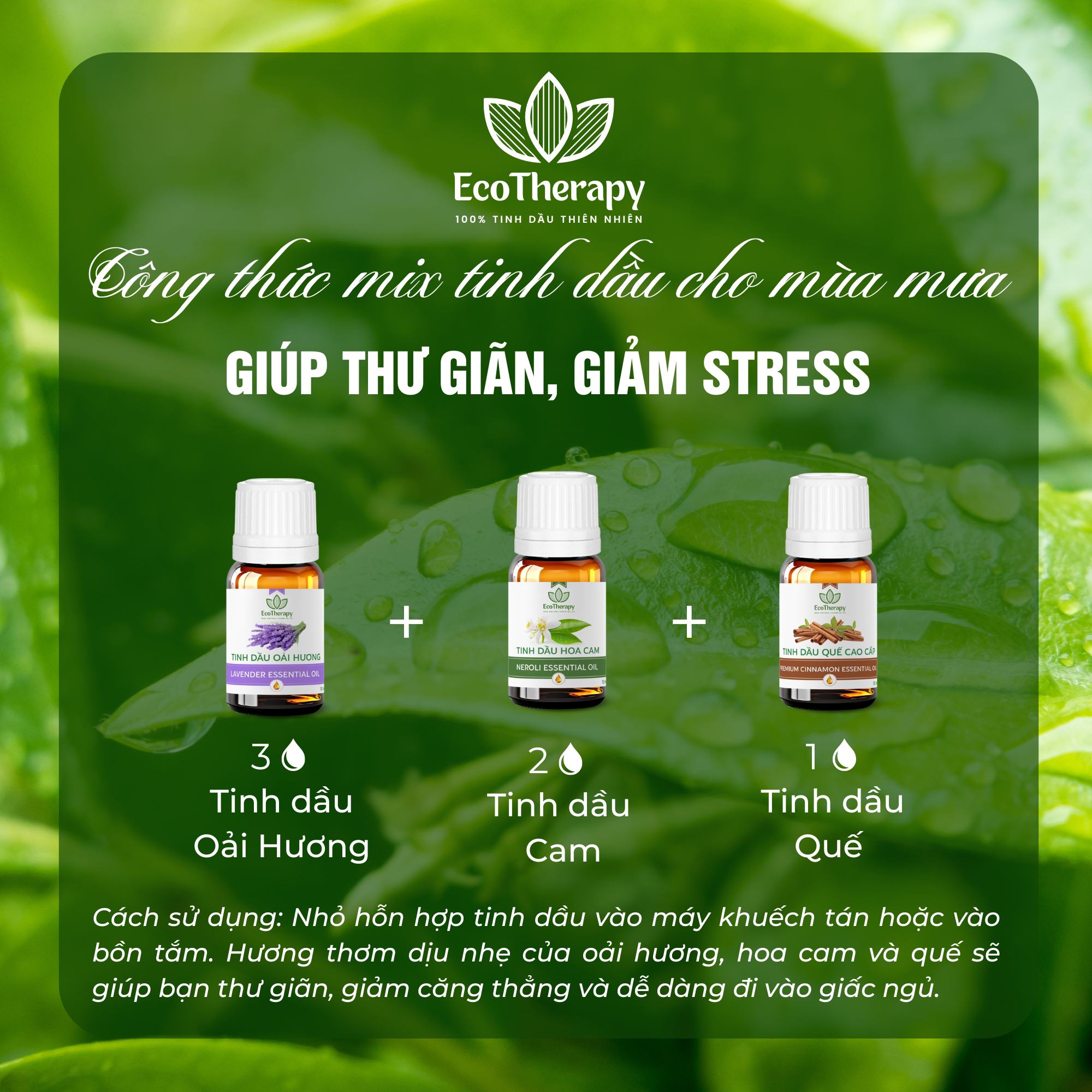 Công thức mix tinh dầu EcoTherapy cho mùa mưa: Thư giãn và sảng khoái mỗi ngày