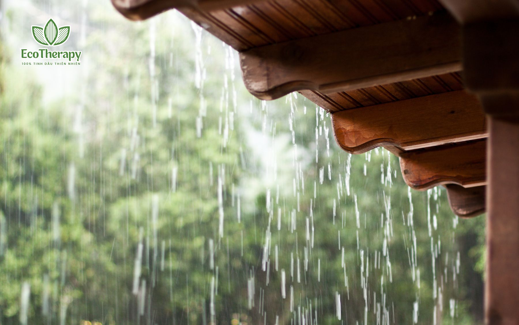 Tinh dầu EcoTherapy: Bí quyết xua tan u ám mùa mưa.