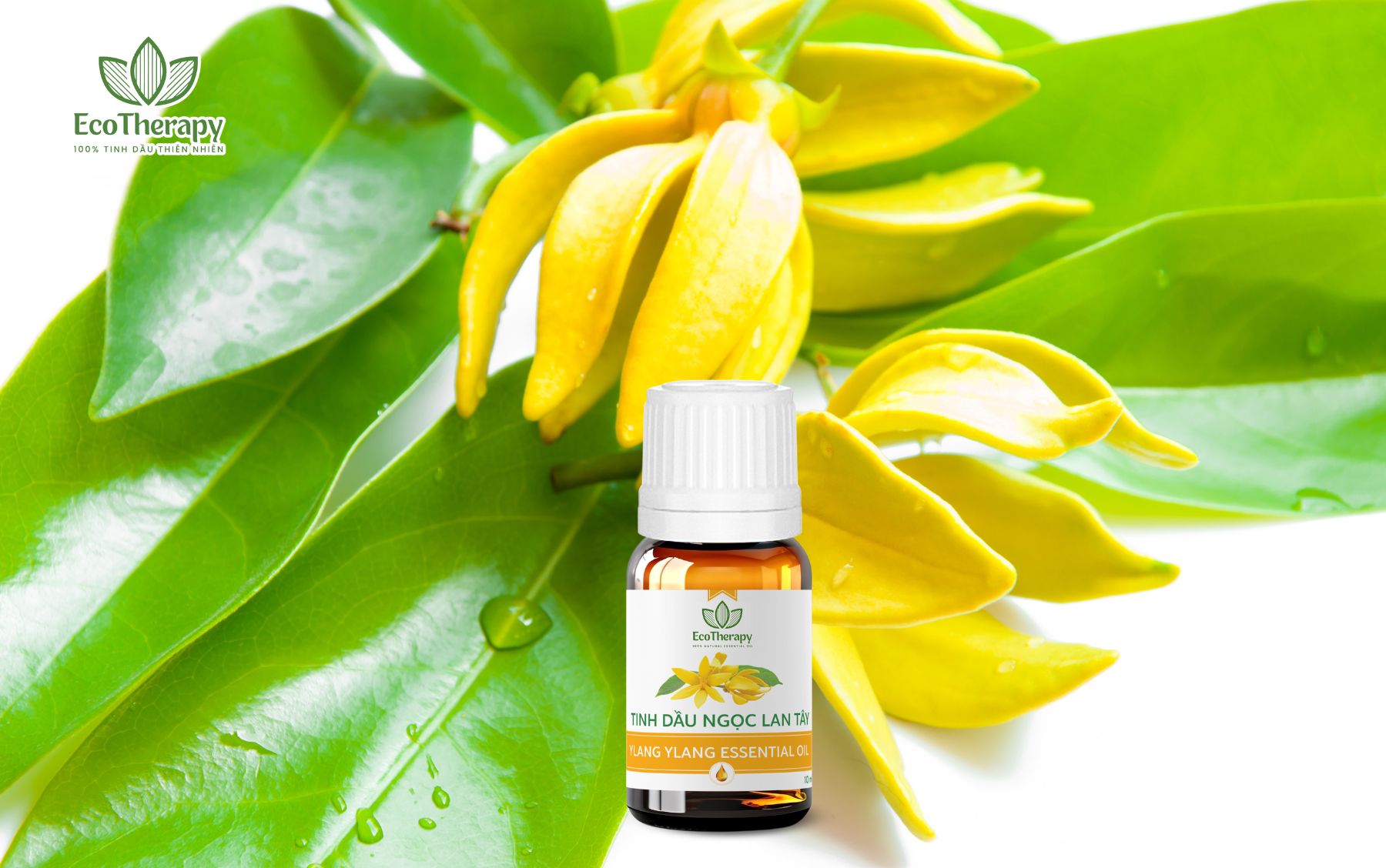 Tinh dầu Ngọc lan tây