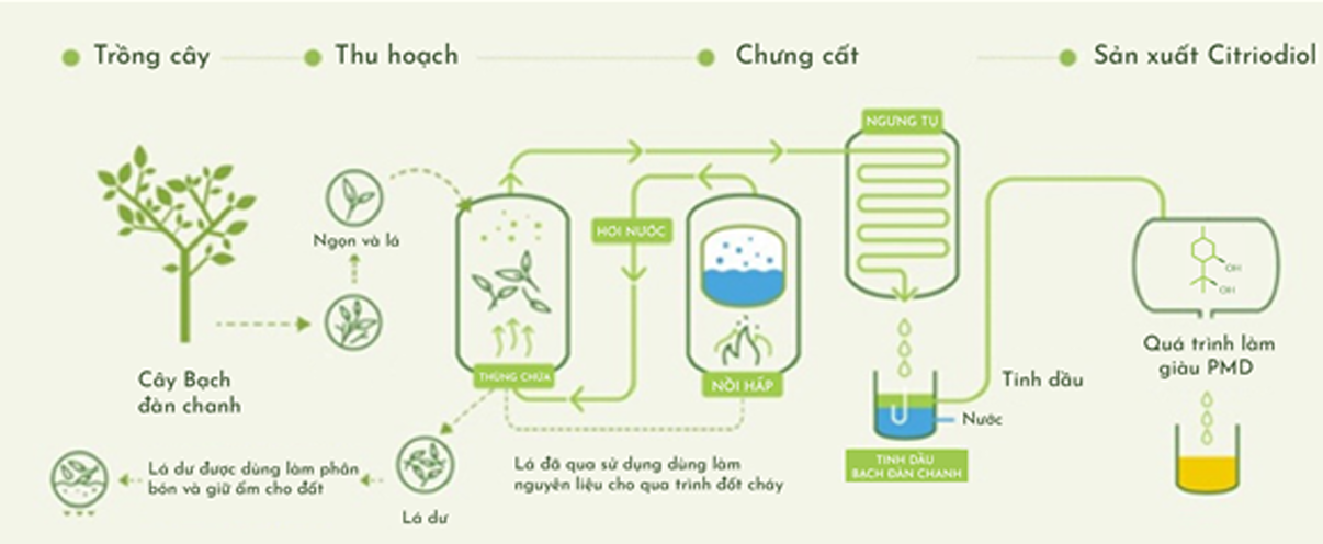 chưng cất tinh dầu bạch đàn chanh