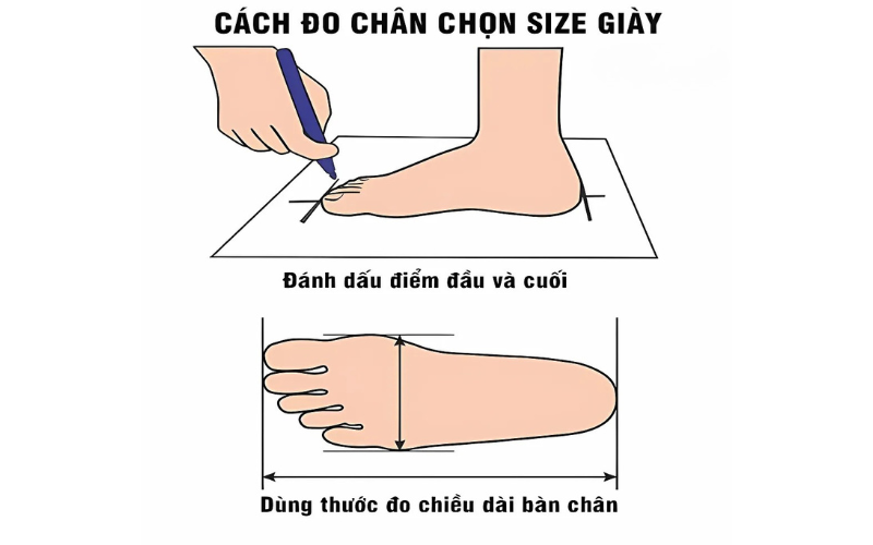 Bảng Quy Đổi Size Giày US Nam, Nữ & Trẻ Em Chuẩn Nhất