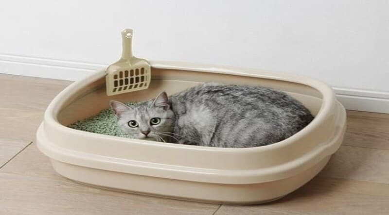 mẹo xử lý mùi giày da bằng cát vệ sinh cho mèo