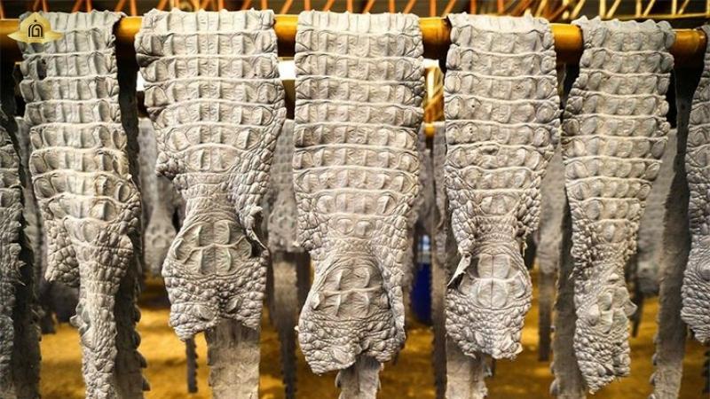 Lý do phần da bụng cá sấu được ưa chuộng nhất