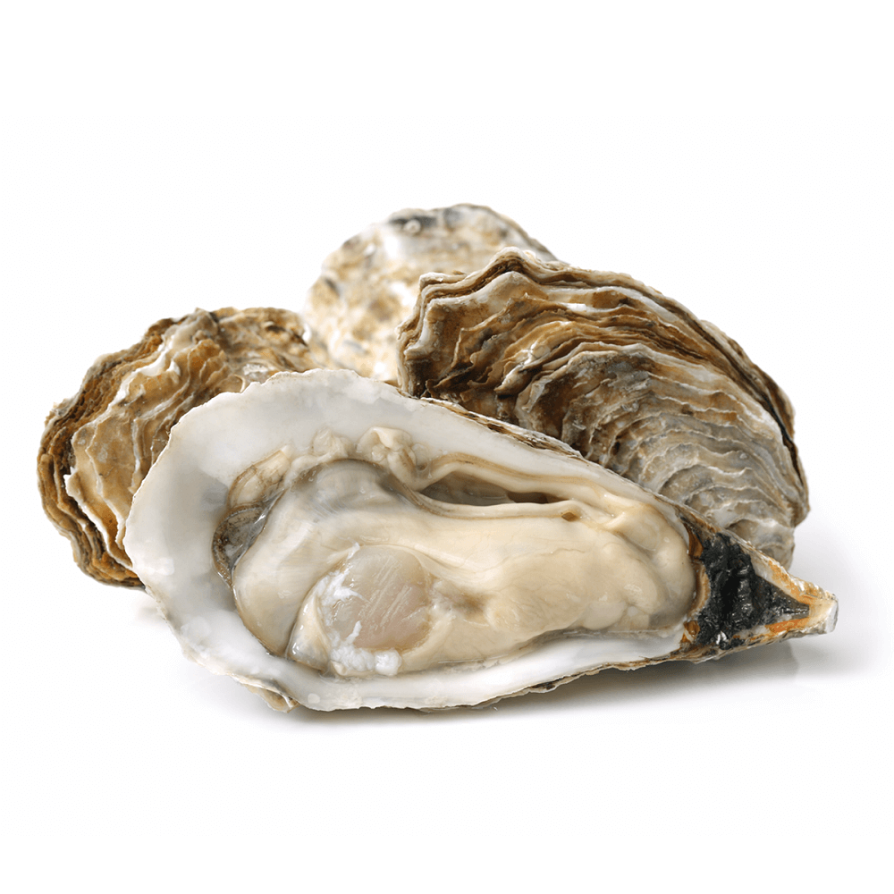 OYSTER EXTRACT