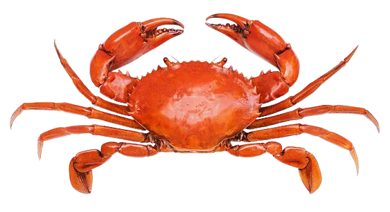CRAB/ OCEAN CRAB FLAVOR