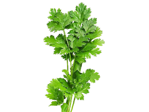 CORIANDER LEAF FLAVOR
