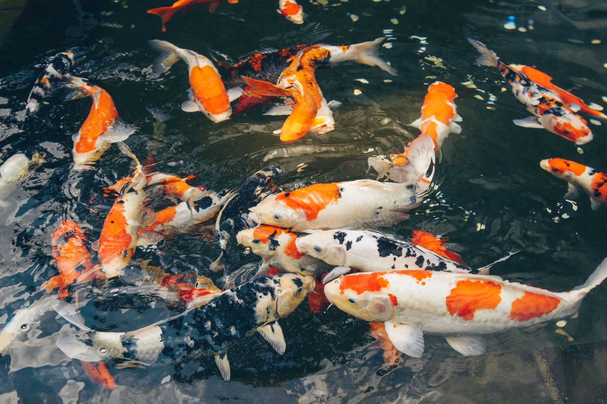 Chia sẻ kinh nghiệm nuôi Cá Chép Koi để cá luôn khỏe mạnh