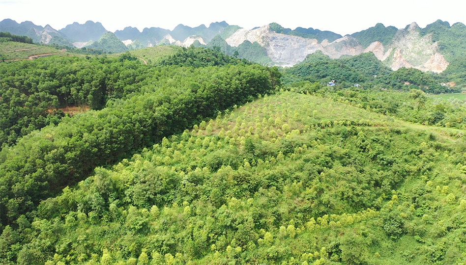Trồng Đàn Hương Trắng Tại Việt Nam: Tiềm Năng Từ Vùng Nguyên Liệu Tây Nguyên