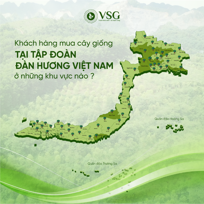 Khách hàng mua cây giống tại tập đoàn Đàn hương Việt Nam ở những khu vực nào?