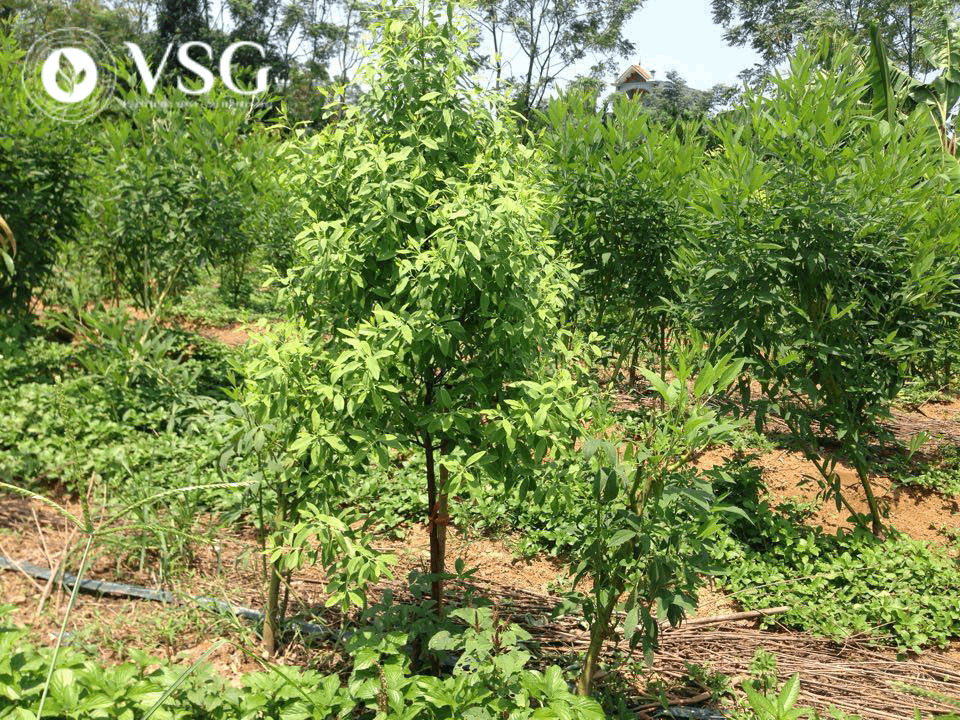 Phòng trừ sâu bệnh cây Đàn Hương giai đoạn 7–12 năm: Bảo vệ lõi gỗ, duy trì giá trị kinh tế