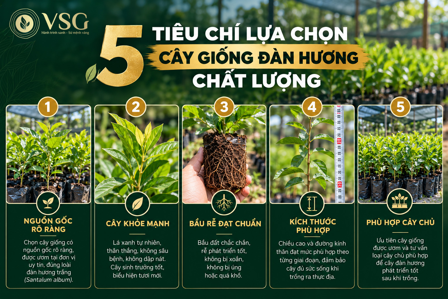 5 tiêu chí lựa chọn cây giống đàn hương chất lượng