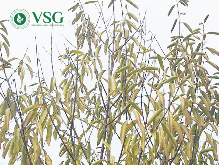 Hướng dẫn xử lý bệnh chết ngược trên cây Đàn Hương trắng chuẩn kỹ thuật