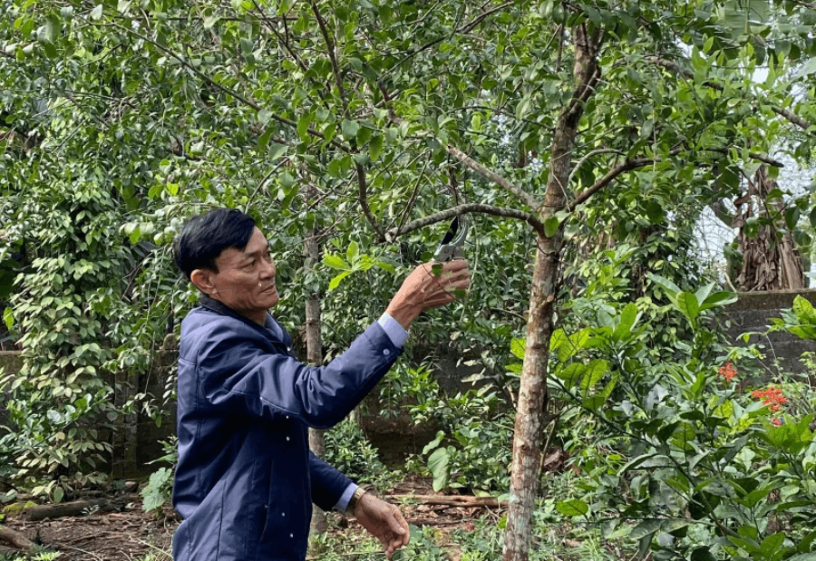 Kỹ thuật cắt tỉa cây đàn hương giai đoạn 7-12 năm để tối ưu lõi gỗ