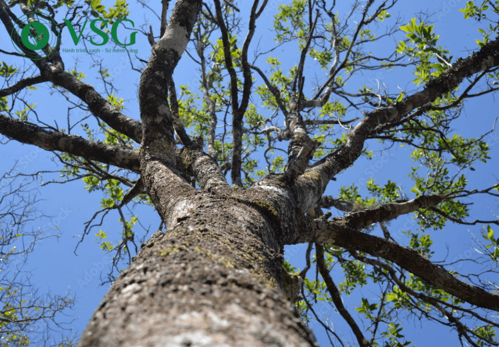 Cây Đàn Hương có ảnh hưởng đến môi trường hoặc hệ sinh thái xung quanh không? Góc nhìn khoa học và thực tiễn tại Việt Nam