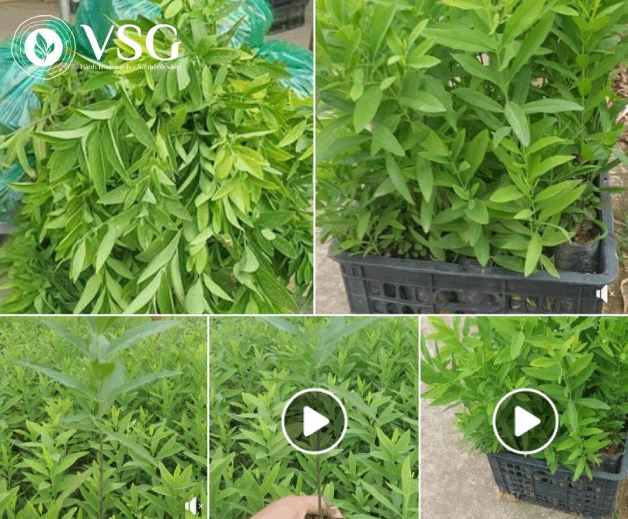 So sánh cây giống Đàn Hương VSG và thị trường chung: Khác biệt nằm ở đâu?