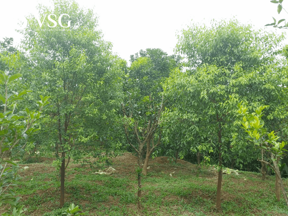 Hướng dẫn quản lý cây ký chủ hiệu quả cho cây đàn hương 7-12 năm