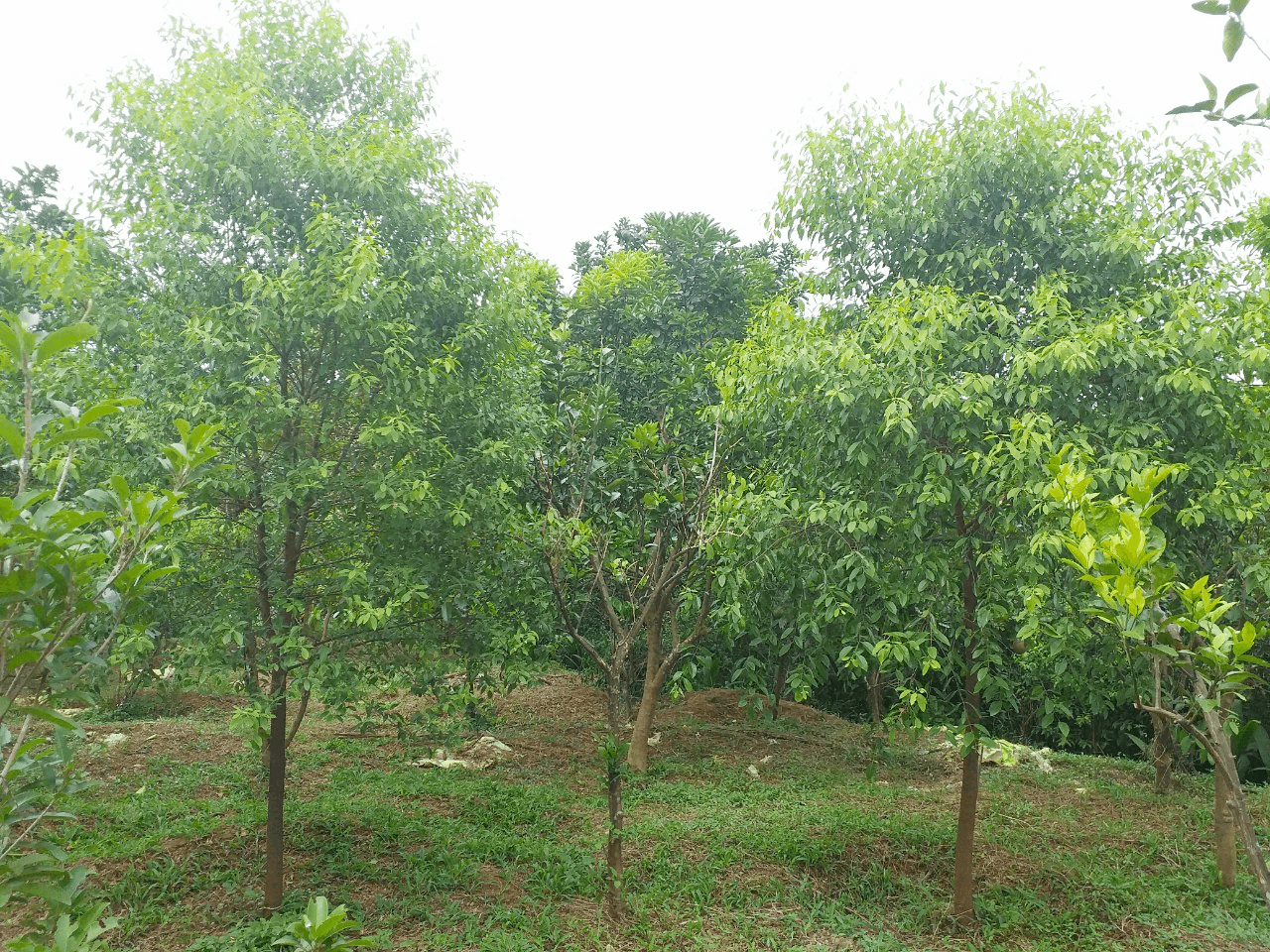 Cây Đàn Hương trắng có thể trồng ở khu vực nào?