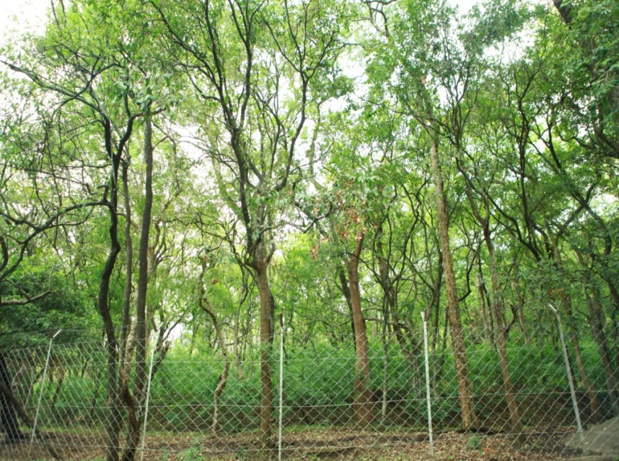 Cây Đàn Hương trắng có thể thu hoạch sau bao lâu?