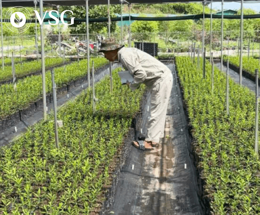 Cây giống Đàn Hương trắng: Khám phá tiềm năng “Vàng Trắng” từ VSG