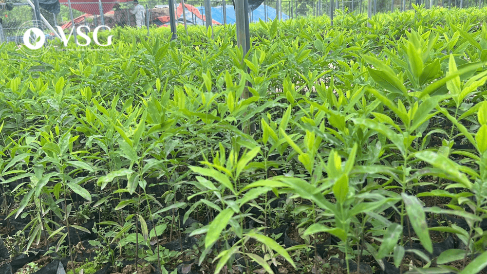 Chất lượng cây giống Đàn Hương trắng ảnh hưởng thế nào đến hiệu quả trồng?