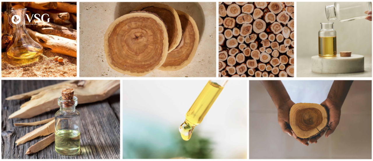 Cây giống Đàn Hương trắng: Khám phá tiềm năng “Vàng Trắng” từ VSG