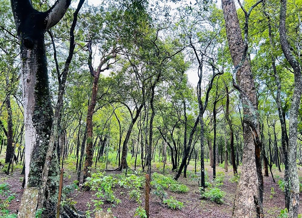 Chăm sóc Đàn Hương trắng năm thứ 4-6: Giai đoạn vàng hình thành lõi gỗ